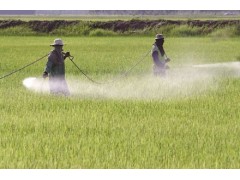 Surfactants for Agrochemical