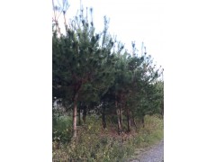 Pinus morrisonicola