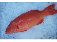 Red Coral Trout