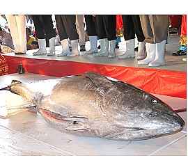 Auction of The First Blue Fin Tuna of The Year