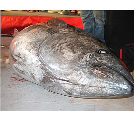 Auction of The First Blue Fin Tuna of The year