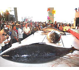 Auction of The First Blue Fin Tuna